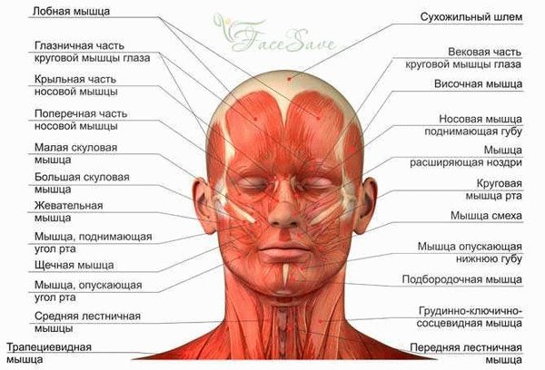 Структура и функции мимических мышц лица