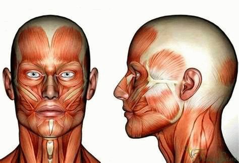 Мышцы окружности глаз: строение и основные задачи