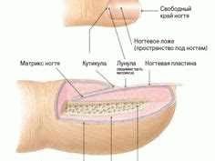 Защита организма от травм и инфекций