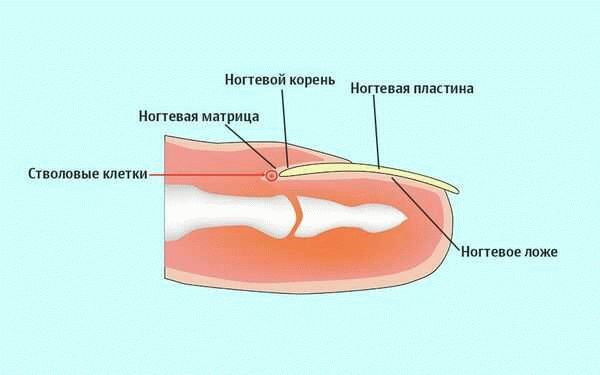 Симптомы болезней, связанных с состоянием ногтей