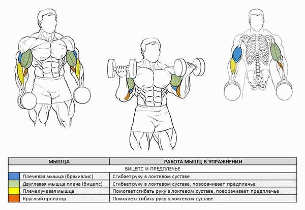 Эффективные упражнения и программа тренировок для тренировки рук с помощью гантелей