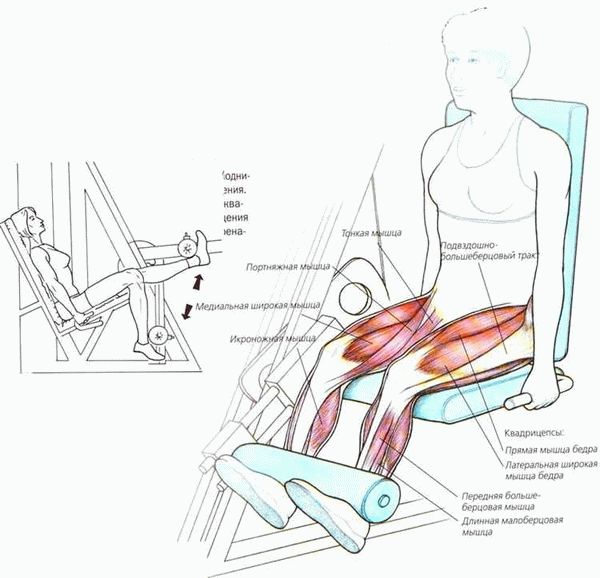 Польза упражнения разгибание ног сидя
