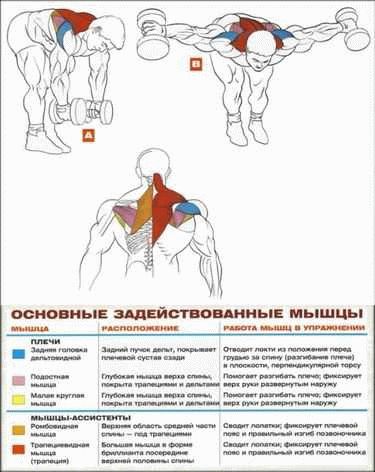 Правильное выполнение разведения гантелей в стороны стоя