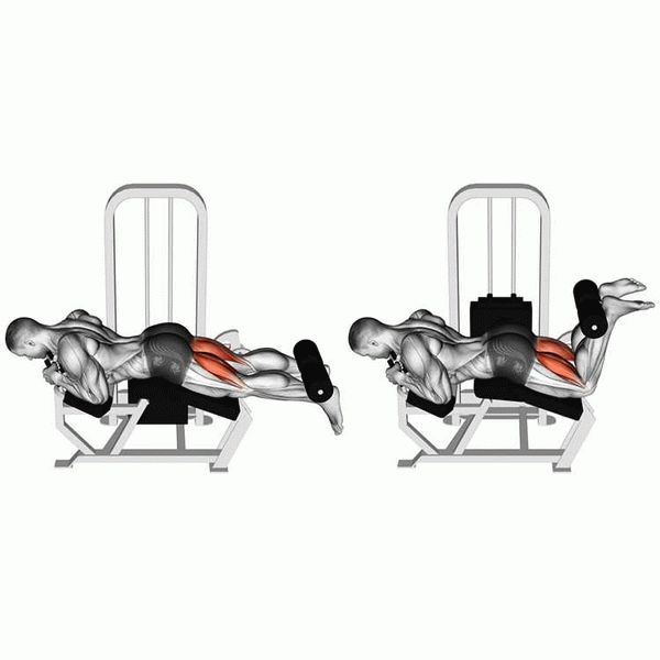 Какие мышцы работают при выполнении сгибания ног в тренажере сидя