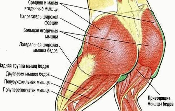 Разнообразие форм и участие мышц в строении ягодиц