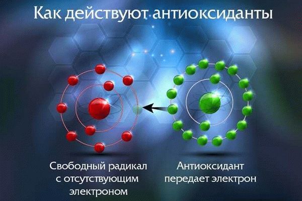 Как нейтрализовать действие свободных радикалов?