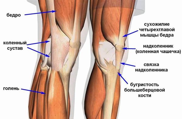 Липедема и диета для снижения веса