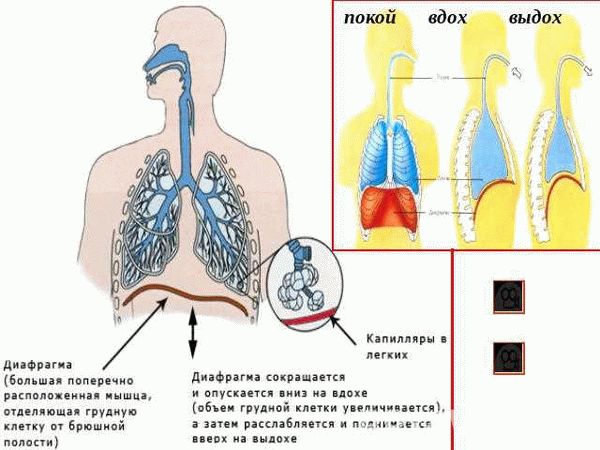 Биомеханика вдоха